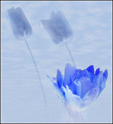 Blue Tulips