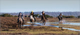Boxing day point to point