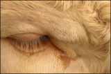 Bull's Eye