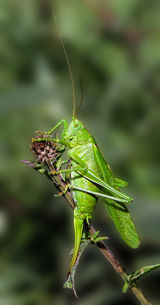 Bush Cricket