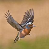 Chaffinch