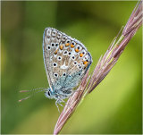 Chalkhill Blue