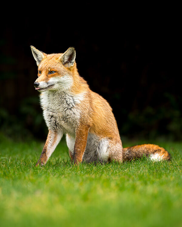 Cheeky Vixen