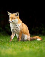 Cheeky Vixen