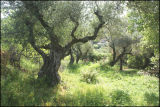 Olive Grove