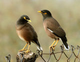 Common Mynah Birds