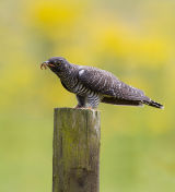 Cuckoo with Cinnabar in Ragwort