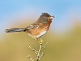 Dartford Warbler