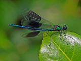 Damsel Fly