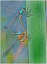 Damselflies