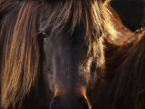 Dartmoor ponies