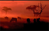 Dawn in Africa