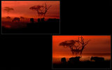 Dawn in Africa