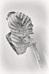 Dead hosta leaf