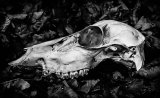 Death In The Forest
