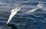 Diving Gannets