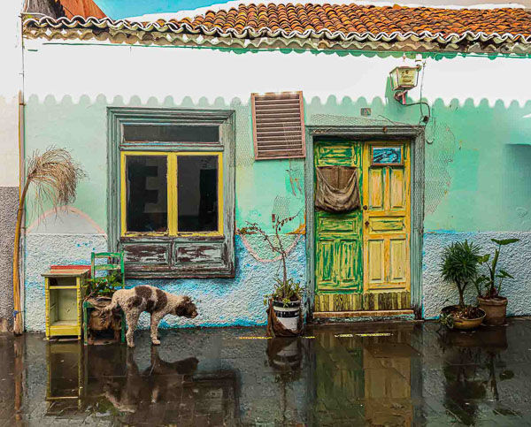 Dog Doing what Dogs Do