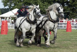 Driving Percherons at Somerley