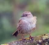 Dunnock