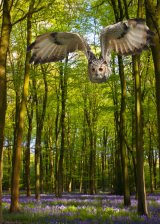 Eagle Owl