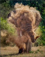 Elephant Dusting