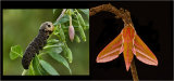 Elephant Hawk Moth