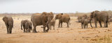 Elephant families meeting at Malopenyana