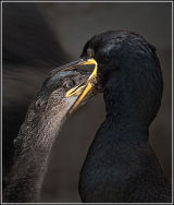 European Shag (Phalacrocorax Aristotelis) Feeding Juvenile