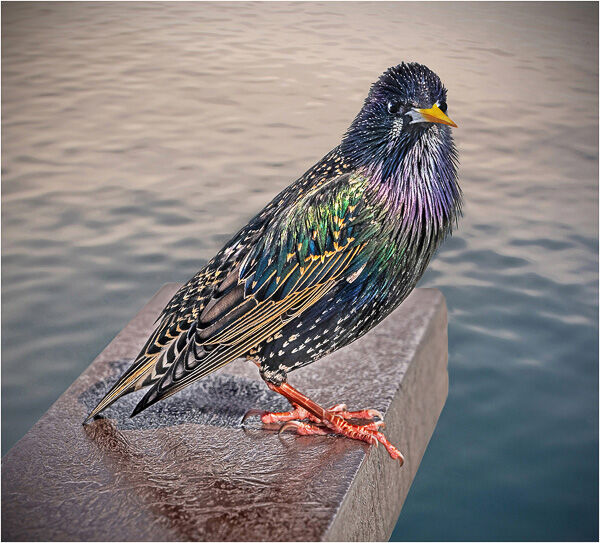 FemaleStarling Spring Plumage
