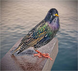 FemaleStarling Spring Plumage