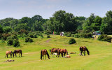 Foals sunbathing at Burley Golf Club