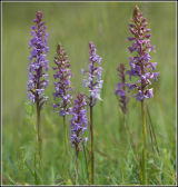 Fragrant Orchids