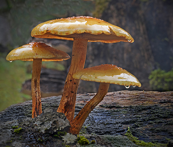 Fungi  Peter Street