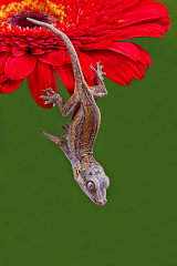 Gargoyle Gecko