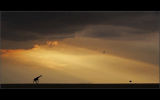 Giraffe at Sunset