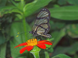 Glasswing Butterfly