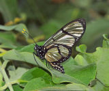 Glasswing Butterfly