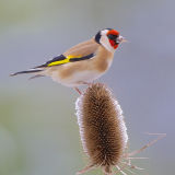 Goldfinch on Teasel in Snow