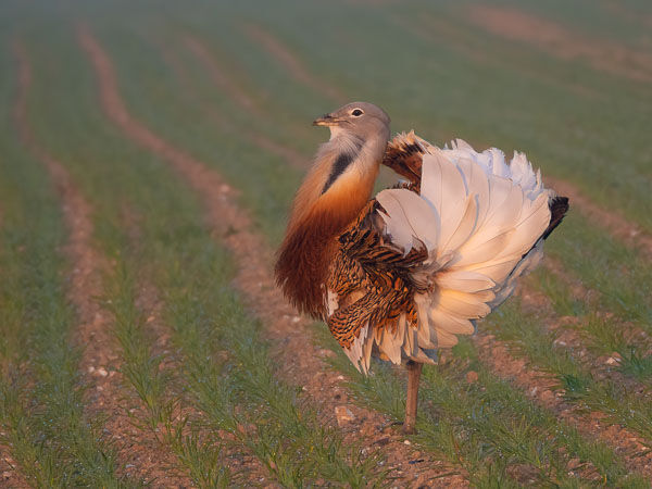 Great Bustard displaying
