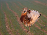 Great Bustard displaying
