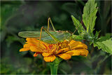 Great Green Bush Cricket