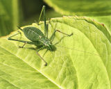 Green Cricket