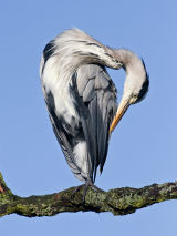 Grey Heron Preening