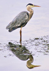 Grey Heron Reflected