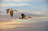 Greylags, homeward bound, Blashford Lakes