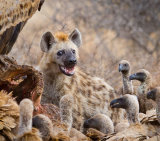 Happy Hyena