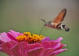 Humming Bird Hawk Moth