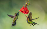 Hummingbirds