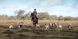 Huntsman and Hounds