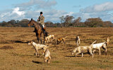 Huntsman and New Forest Hounds